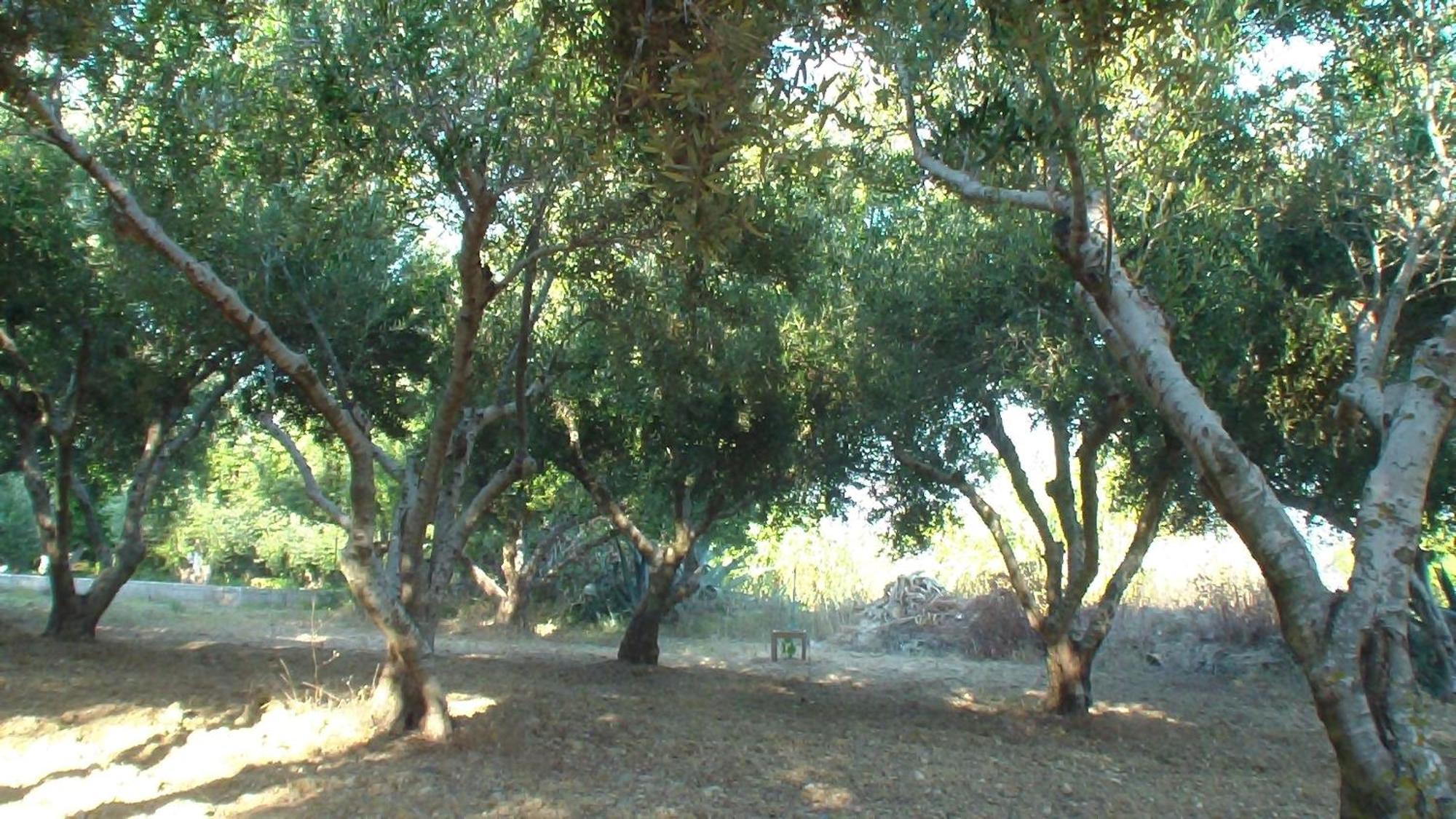 Creta Vassakis Studios Kéfalos Dış mekan fotoğraf